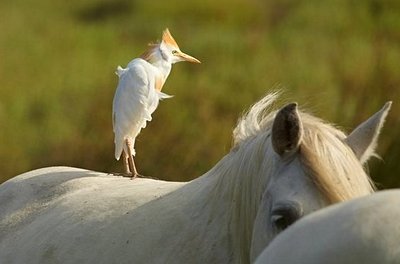 Oiseau sur le dos d'un cheval