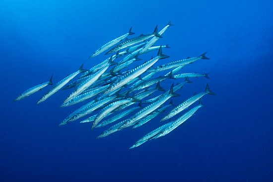 Ustica