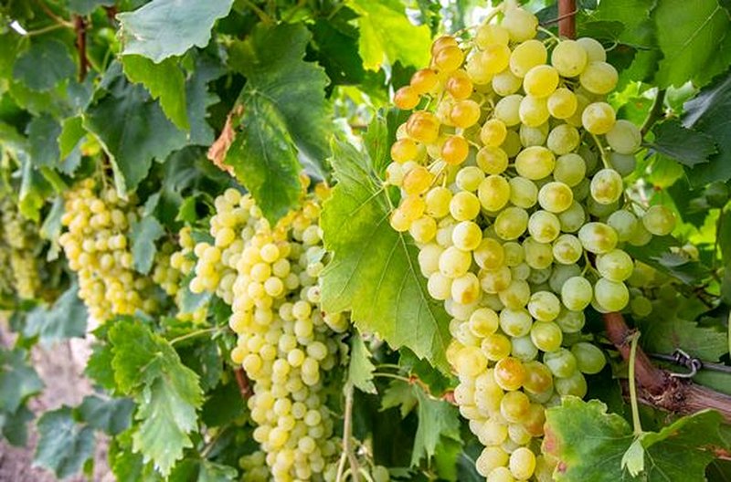 Faire frémir les papilles lors d’une dégustation de vins turcs