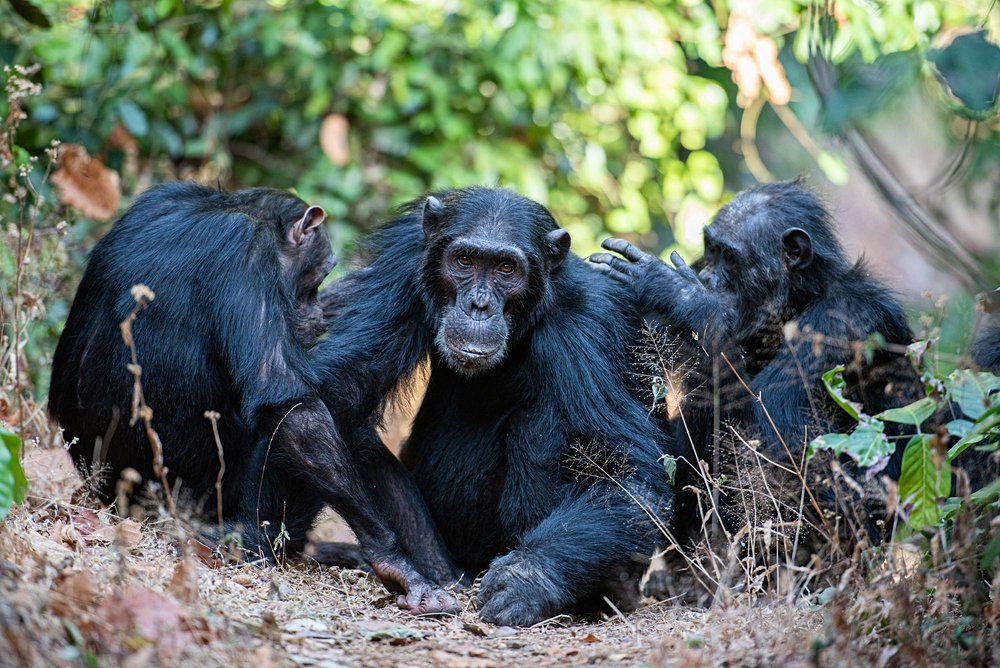 Tanzanie au mois de  septembre