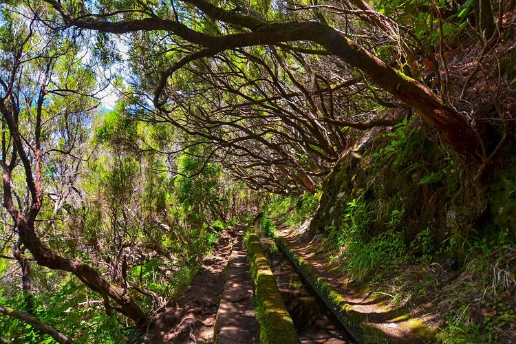 Vers les fameuses levadas, PR14 Levada dos Cedros