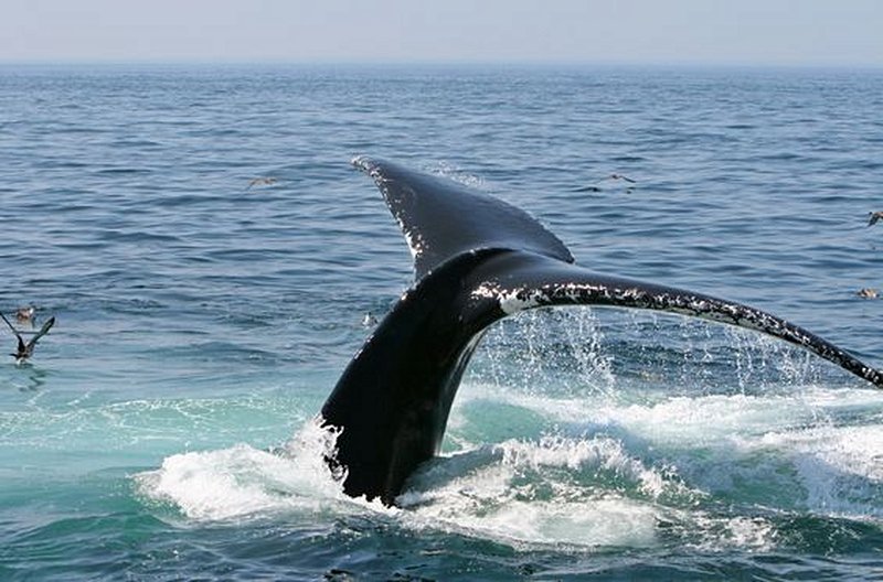 Admirer les baleines 