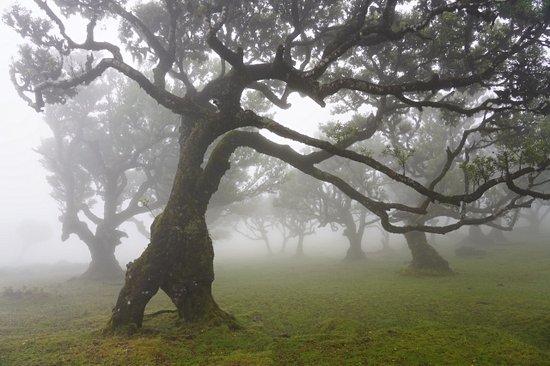 Forêt primaire de Fanal