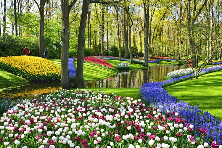 Champs de tulipes – Pays-Bas 2