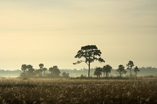Réserve nationale de Big Cypress