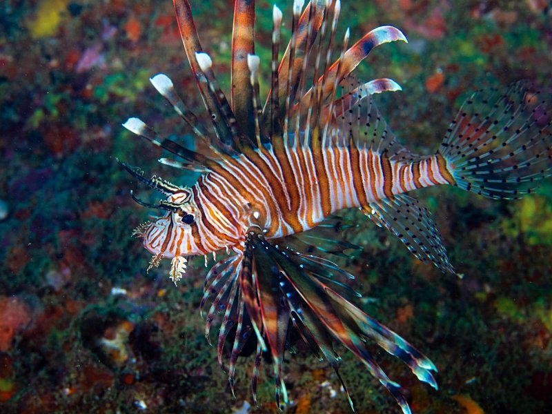 Unawatuna