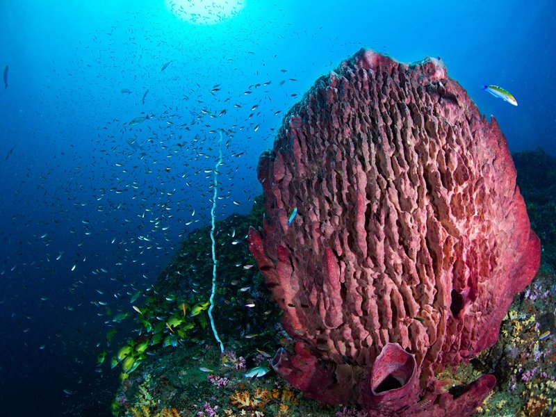 Faire de la plongée aux îles Hin Daeng et Hin Muang