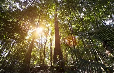 Forêt tropicale de Cairns