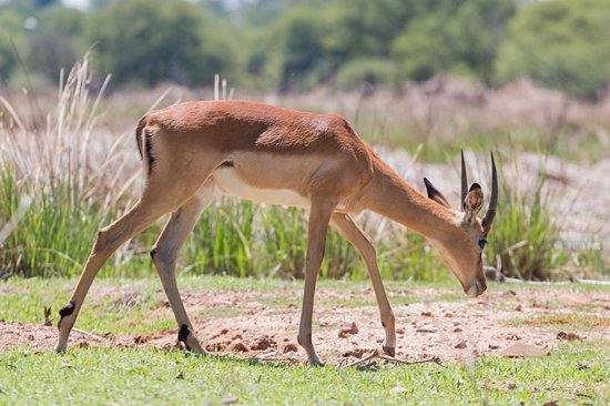 Mokolodi Nature Reserve