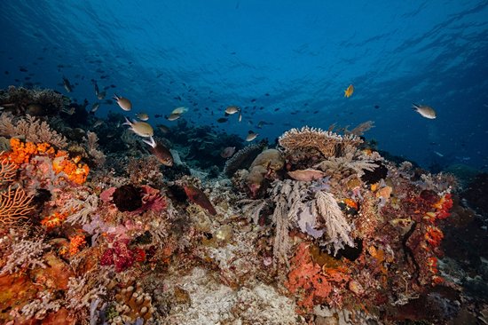 La plage de sable rose, Komodo