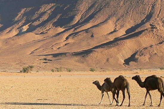 Approcher la faune sauvage dans le désert avec un guide spécialisé