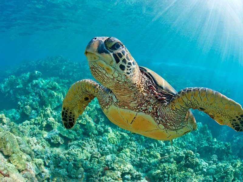 Les tortues de Punalu’u beach