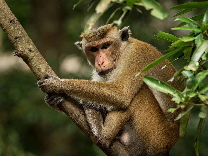 Parc national de Wilpattu
