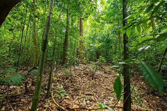 Partir en randonnée dans la forêt du parc