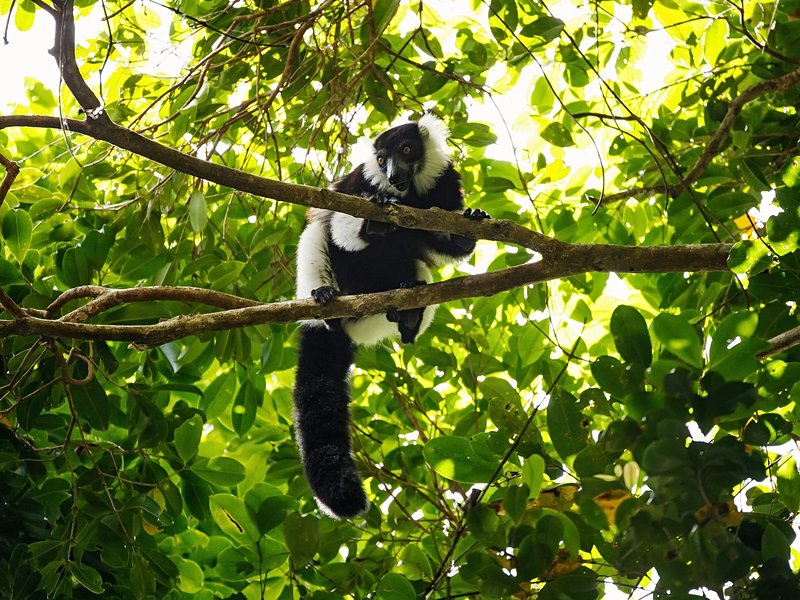 Le parc national d'Andasibe – Mantadia