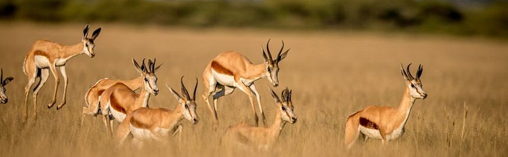 Le Kalahari