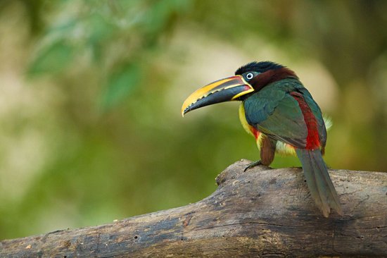Parc national du Pantanal
