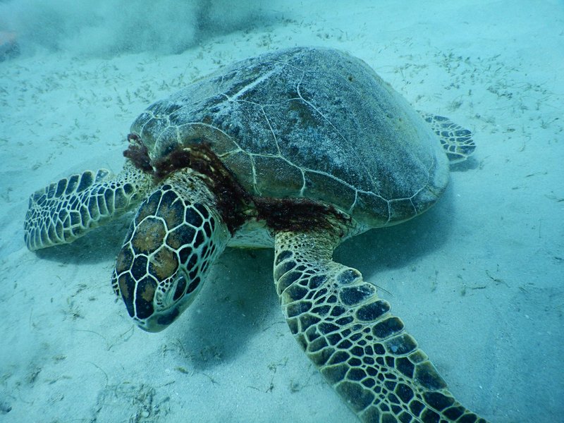 Plonger dans les jardins coralliens d’El Nido
