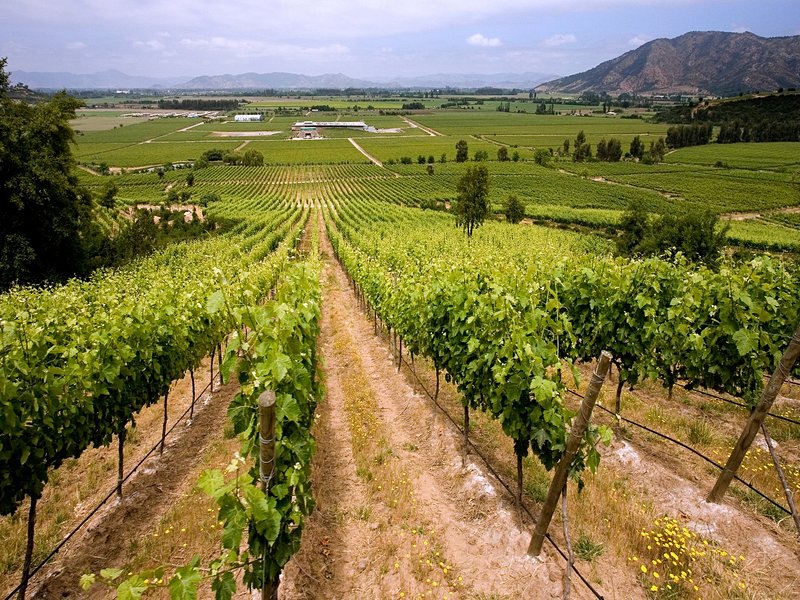 Vallées de Casablanca et Colchagua