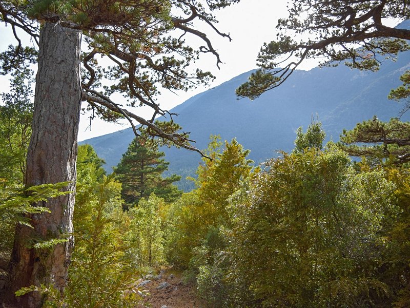 Parc national Llogara