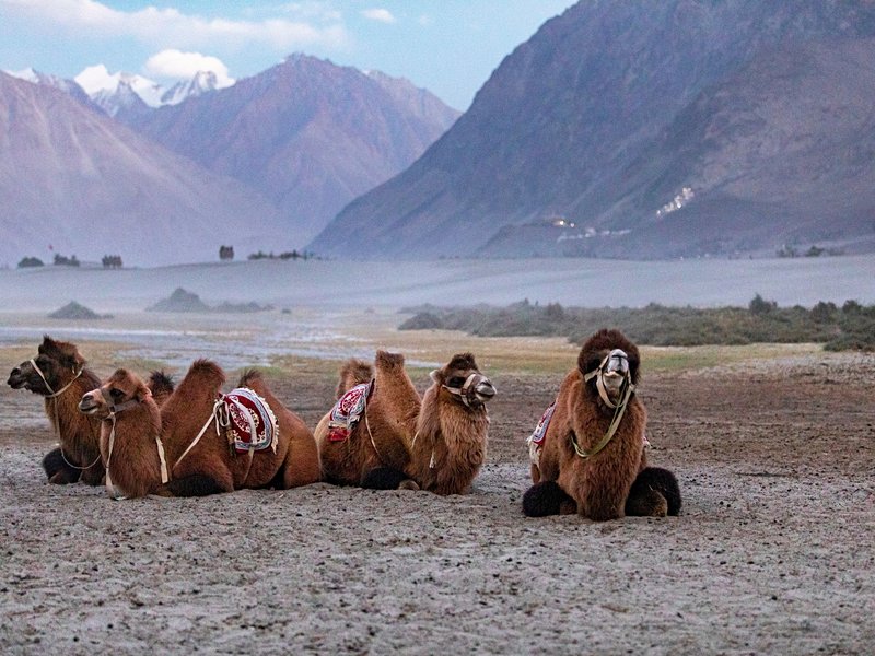 Nubra