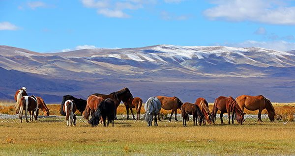 Equipe Horseback Mongolia