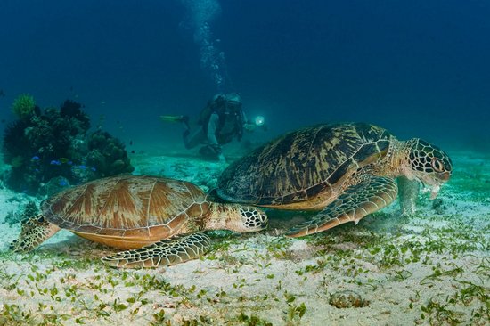 Nager avec les tortues autour de Balicasag