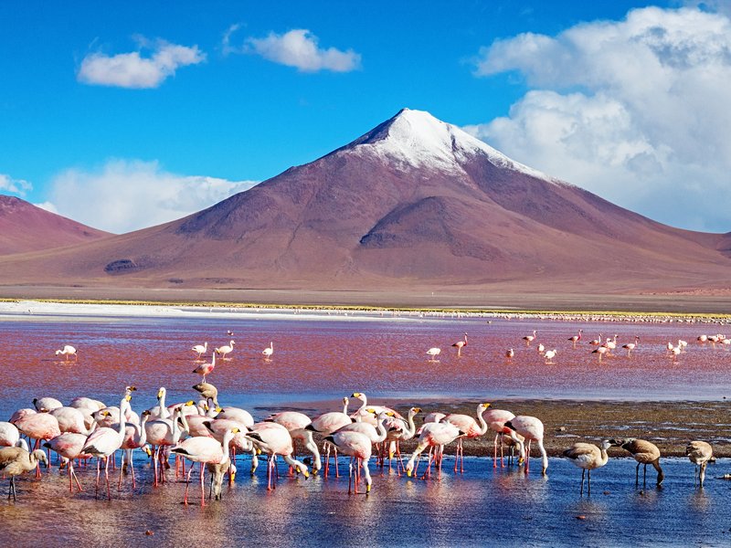 Laguna Colorada