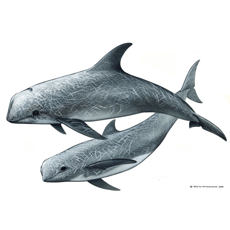 LES DAUPHINS : Dauphin de Risso