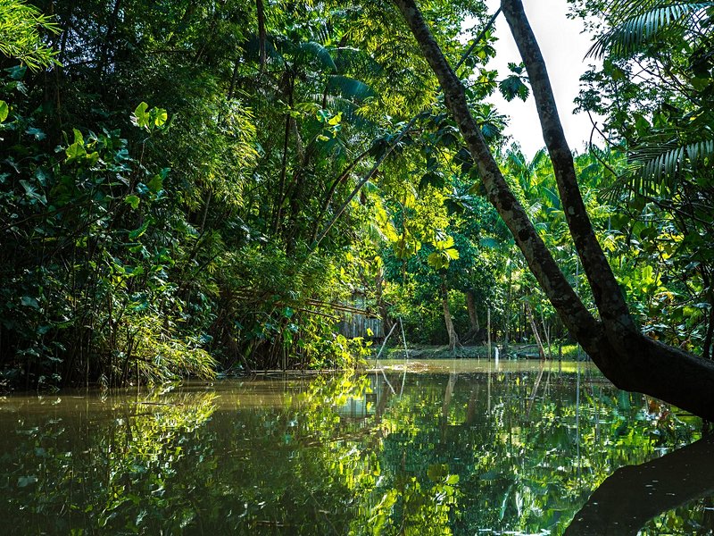 Belém et Manaus, Forêt Amazonienne