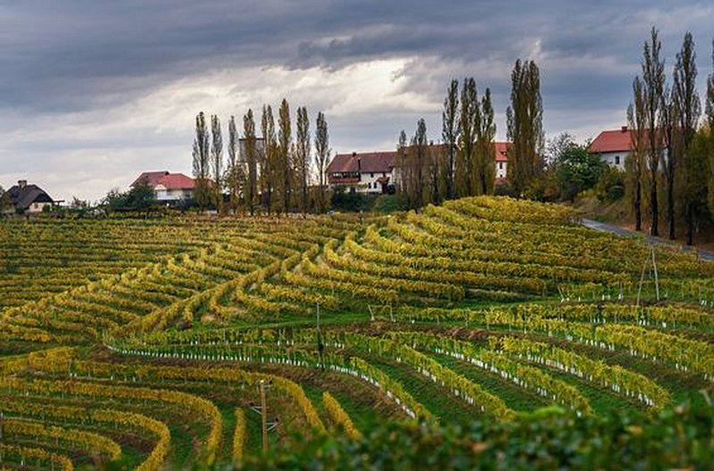 Parcourir à vélo la route des vins de Jeruzalem-Ljutomer