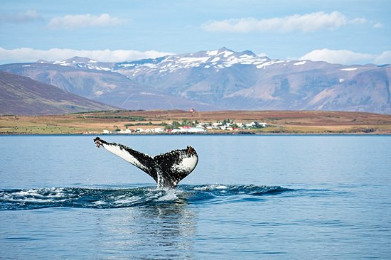 Húsavík