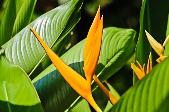 Diamond Botanical Gardens