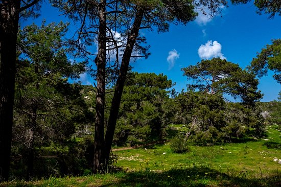 Vallée des Cèdres