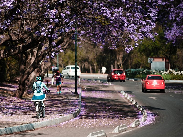 Jacarandas violets - Mexico City, Mexique