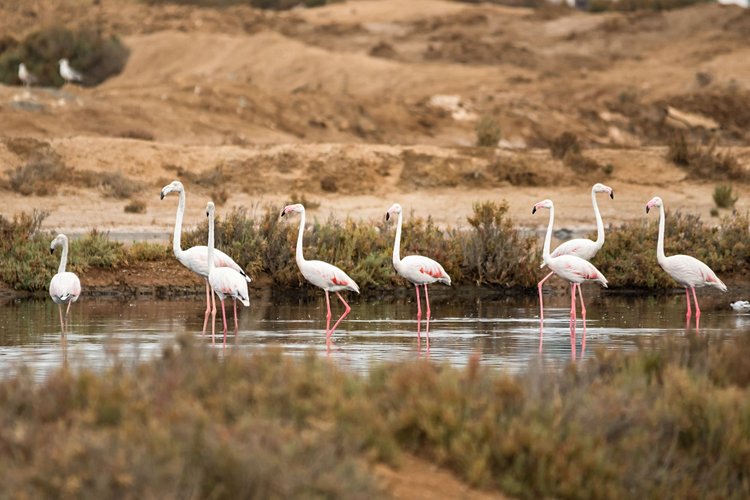 La Ria Formosa 4