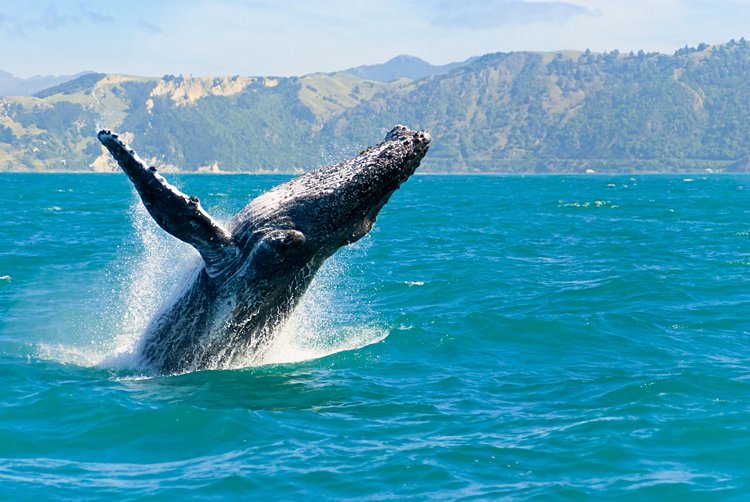 Kaikoura