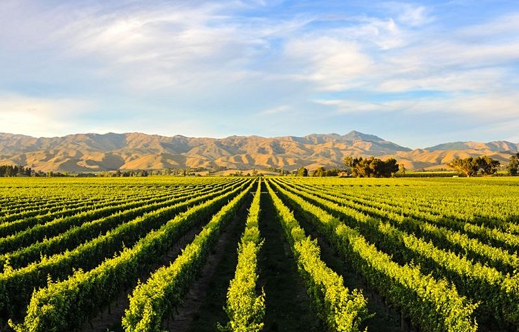 Vignobles à Blenheim