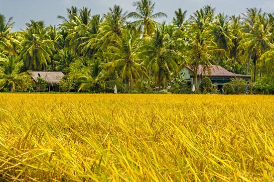 Ben tre