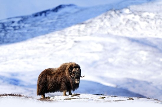 Parc national de Dovrefjell-Sunndalsfjella