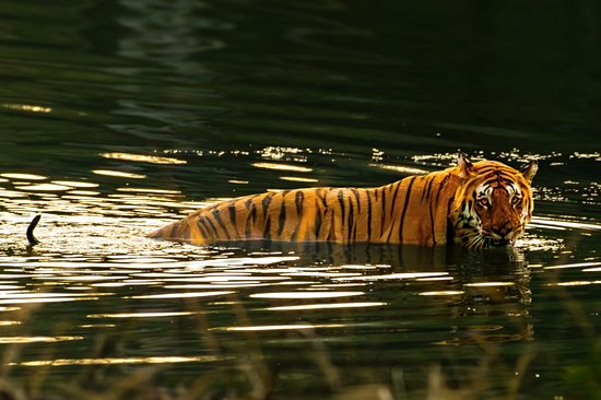 Parc national de Pench