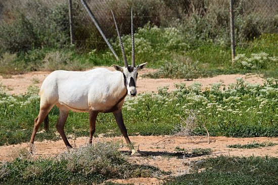Réserve d'Al-Azraq