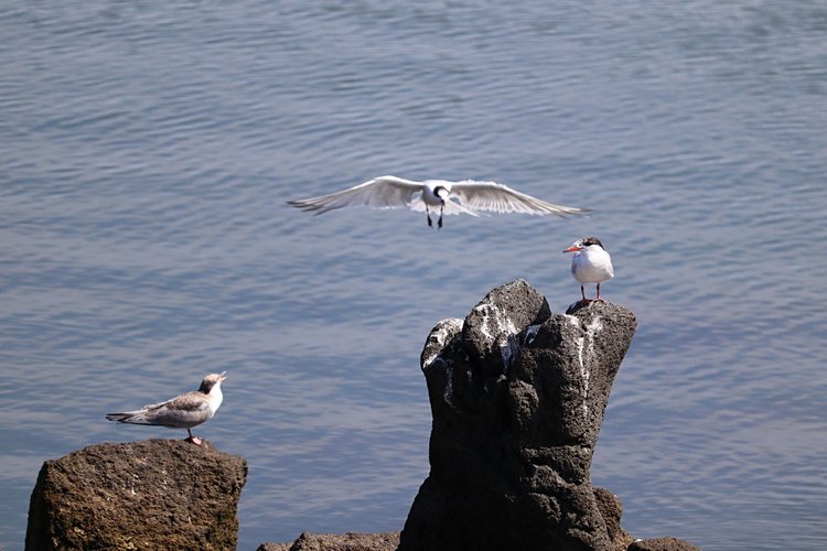 Faites votre nid à l’Ilha da praia