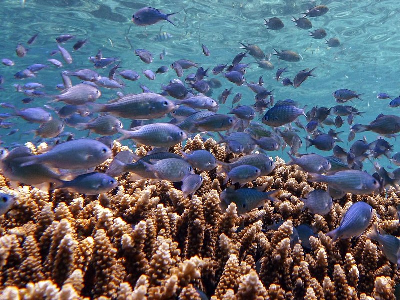 Parc de Pulau Menjangan