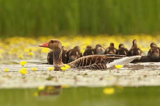Parc national Hortobágyi