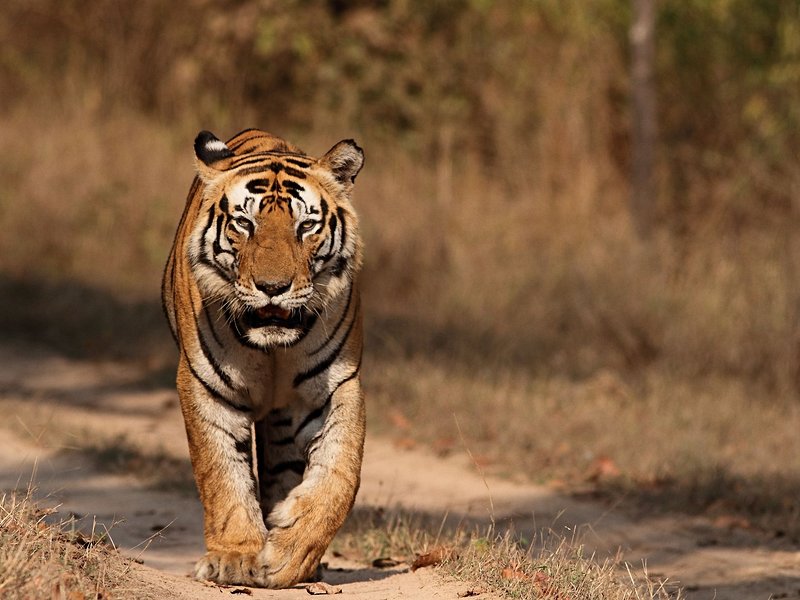 Parc national de Kanha