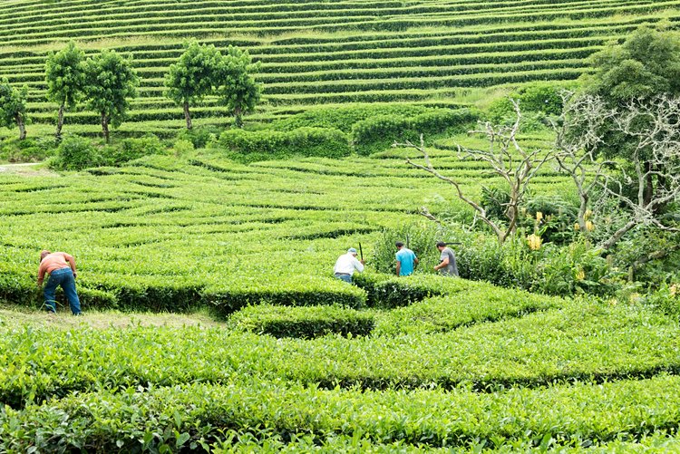 Plantation de thé Gorreana Cha (ou Cha Porto Formoso) 