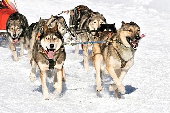 Tester une balade en chien de traineau