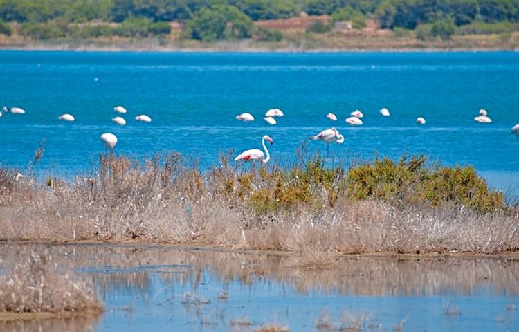 Le parc naturel des Lagunes de la Mata à Torrevieja