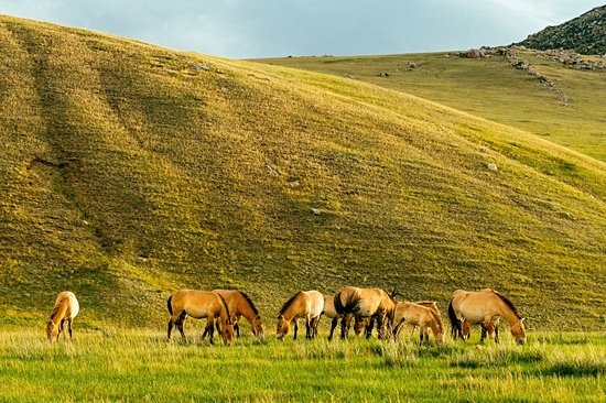 Parc national de Khustain Nuruu